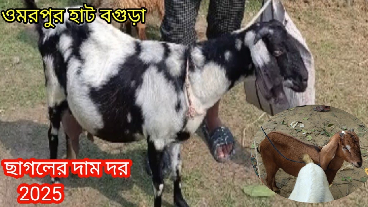 দেশি/বিদেশি ছাগলের দাম দর জানুন||ওমরপুর ছাগলের হাট বগুড়া||Goat price bd-2025||ছাগলের দাম দর||