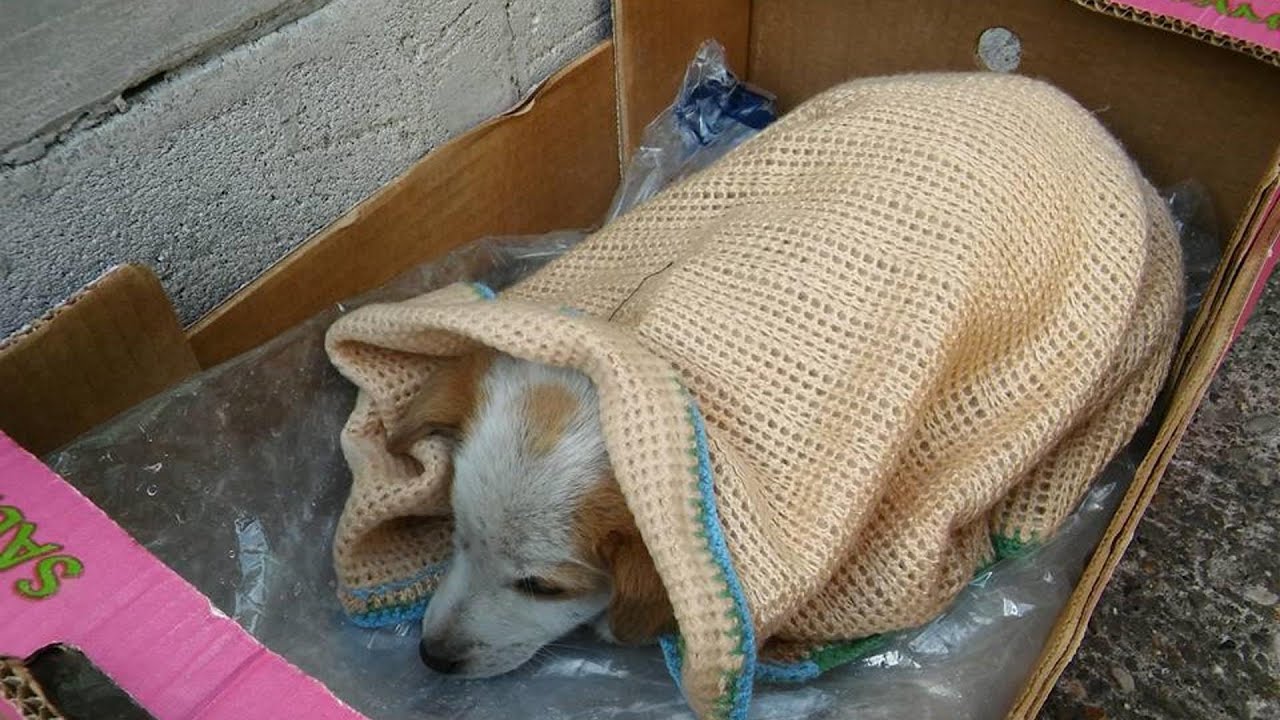 Poor Sick Puppy Abandoned Alone and Sadness Lying on the Ground | Amazing Transformation