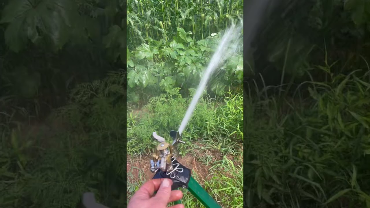First time I&rsquo;ve watered since planting #shorts #homegrown #homestead #sweetcorn