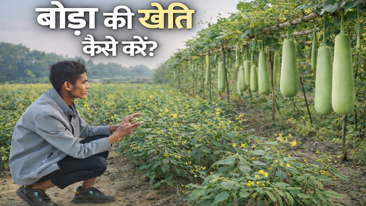 Complete information on when and how to cultivate kidney beans | How tocultivate kidney beans | बोडा