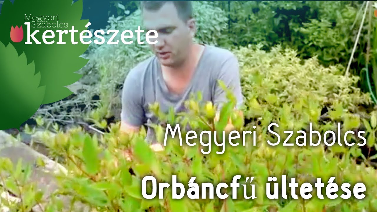 Hypericum 'Hidcote' - Orbáncfű ültetése - Megyeri Szabolcs Kertészet webáruház Szeged