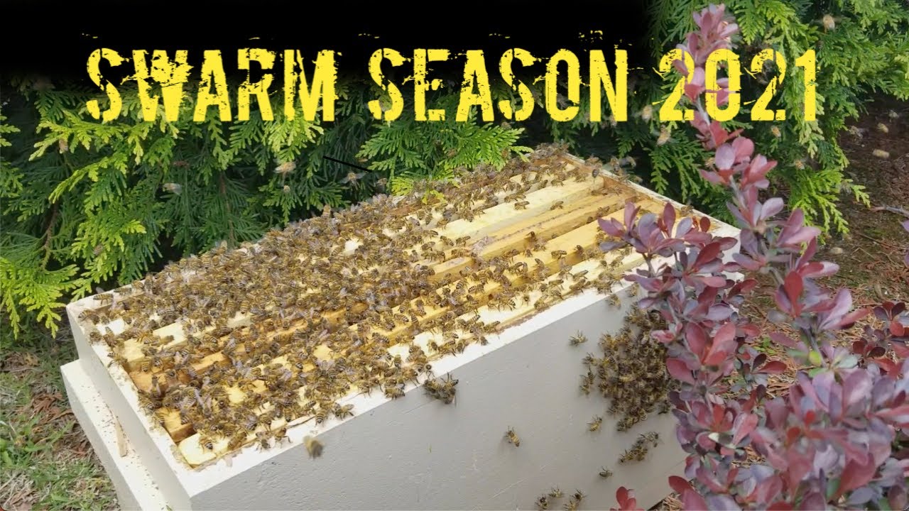 First Swarm Catch 2021 and inspection 6 days after the catch / Honey Bee Swarm / Backyard Beekeeping