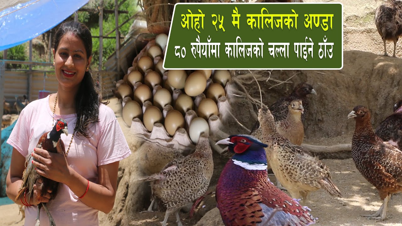 ४० वटा कालिजले  बनायो यति ठुलो साम्राज्य अब १२०० मै कालिज खान पाईने kalij farm in nepal,kalij palan
