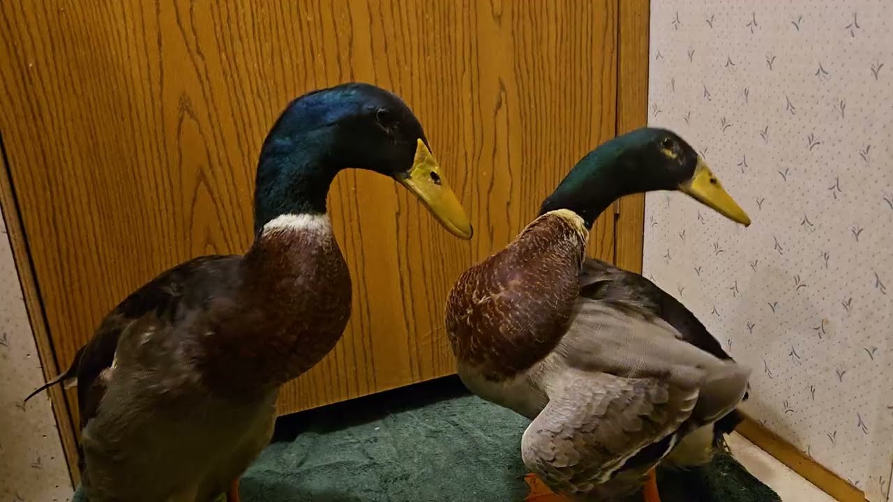 "Беспорядок на полу"🫣🤣 в Парадайз-Крик с Гуфи Даком Джорджем и его командой.