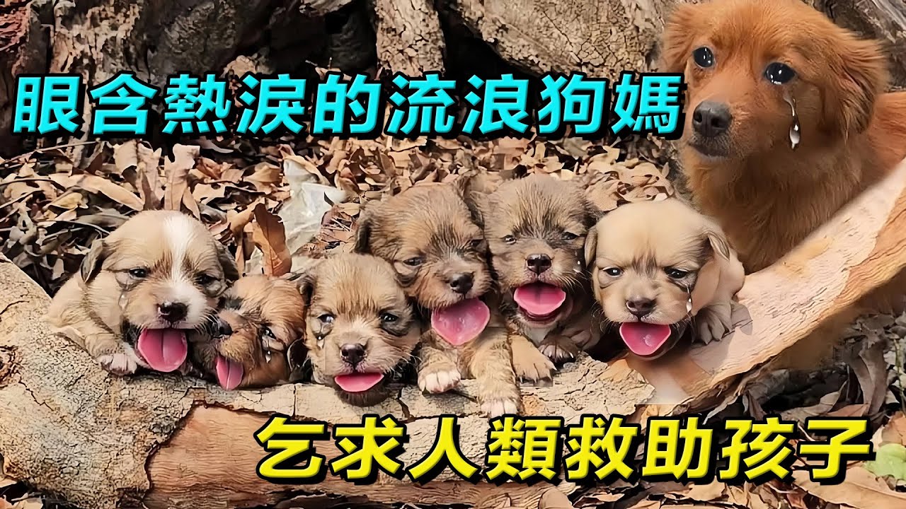 眼含熱淚的流浪狗媽，為救助困在乾枯樹墩下的小奶狗，主動尋求人類幫助，母愛真的太偉大！