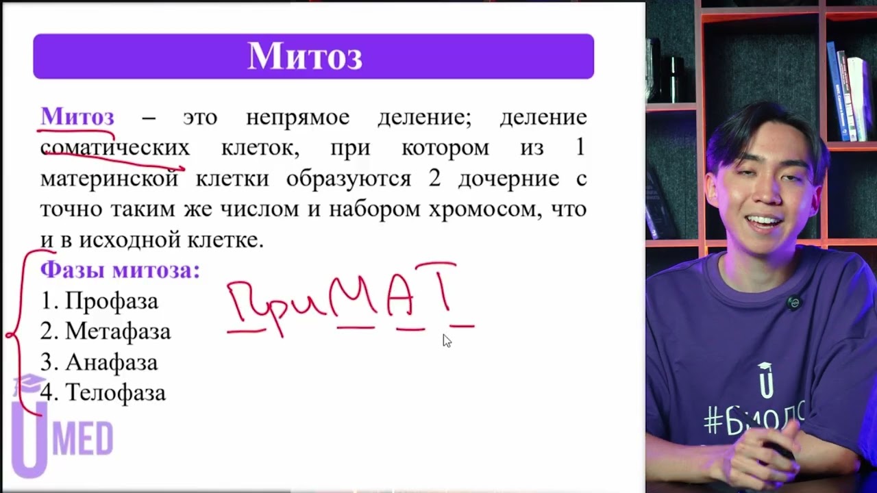 Деление клетки. Запомни в чём отличие между МИТОЗОМ и МЕЙОЗОМ