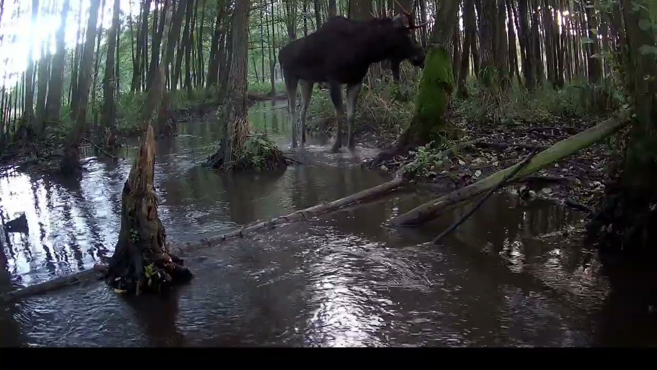 Zachowania godowe łosi  /  Moose rutting behavior
