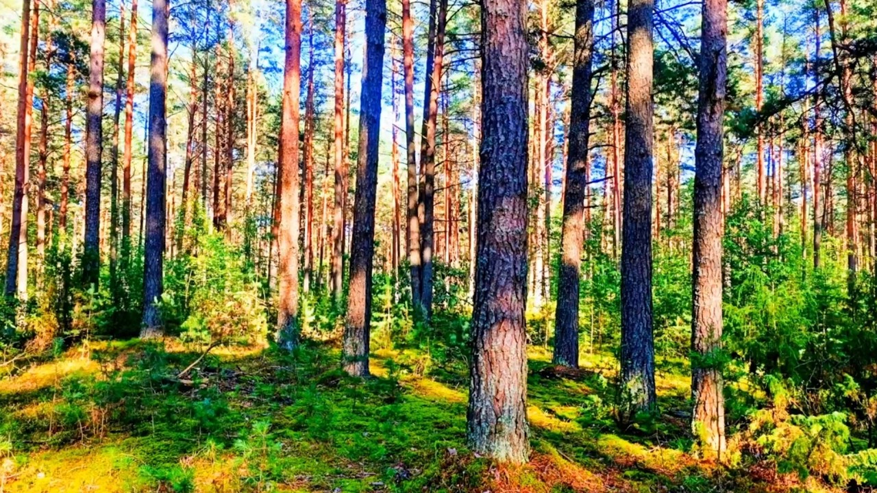 Звуки леса в формате 4K для успокоения 🌿 Умиротворяющее пение птиц и зелень для релаксации🌿
