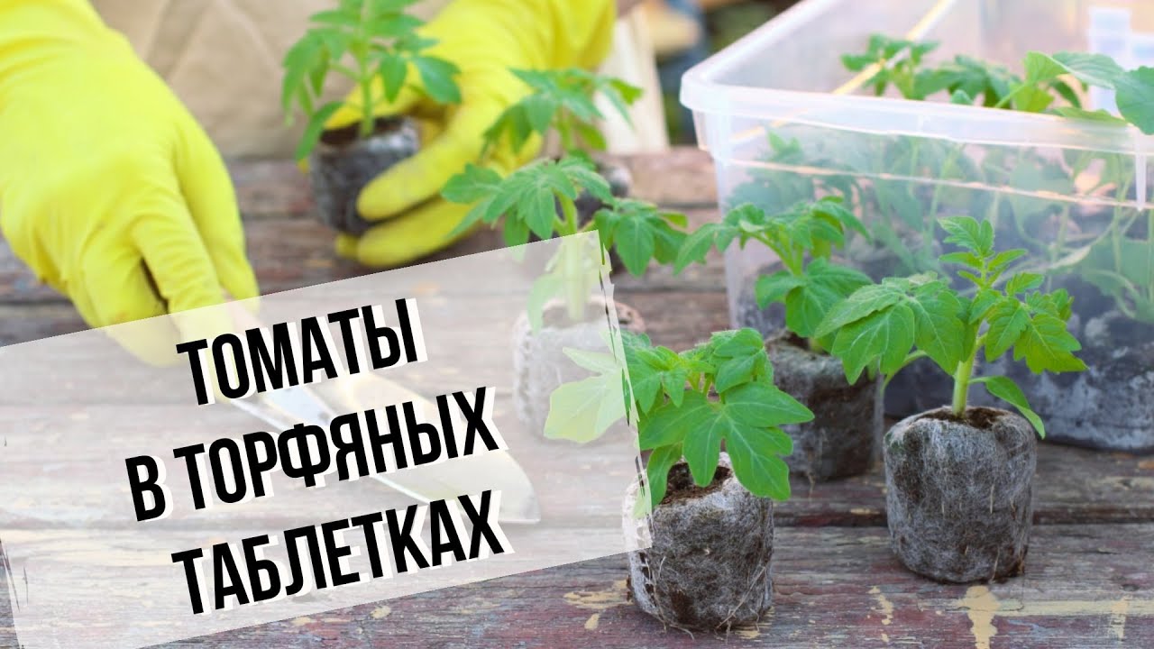 Томаты в торфяных таблетках | Мастер-класс