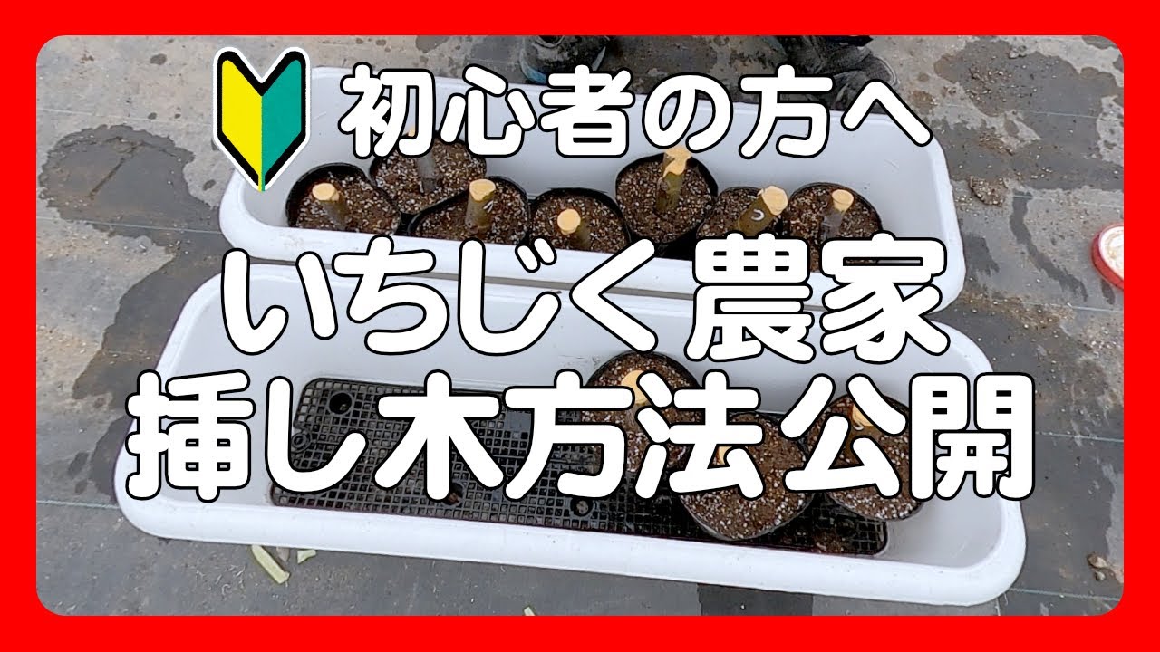 【イチジクを挿し木で増やす】初心者の方へ　いちじく農家の挿し木方法