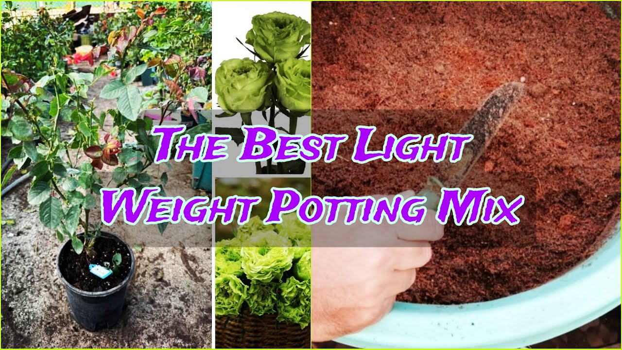 Best Lightweight Potting Mix for Roses | Fast Root Growth & Maximum Blooms