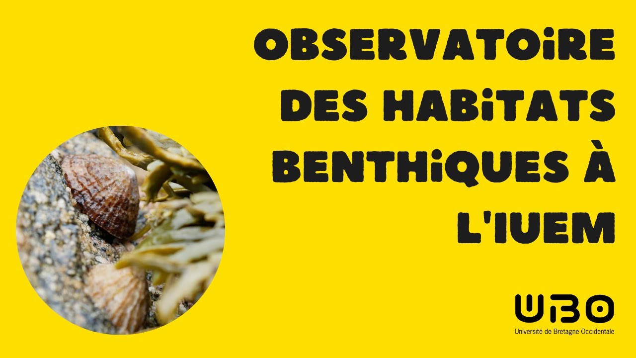 Observatoire des habitats benthiques à l'IUEM