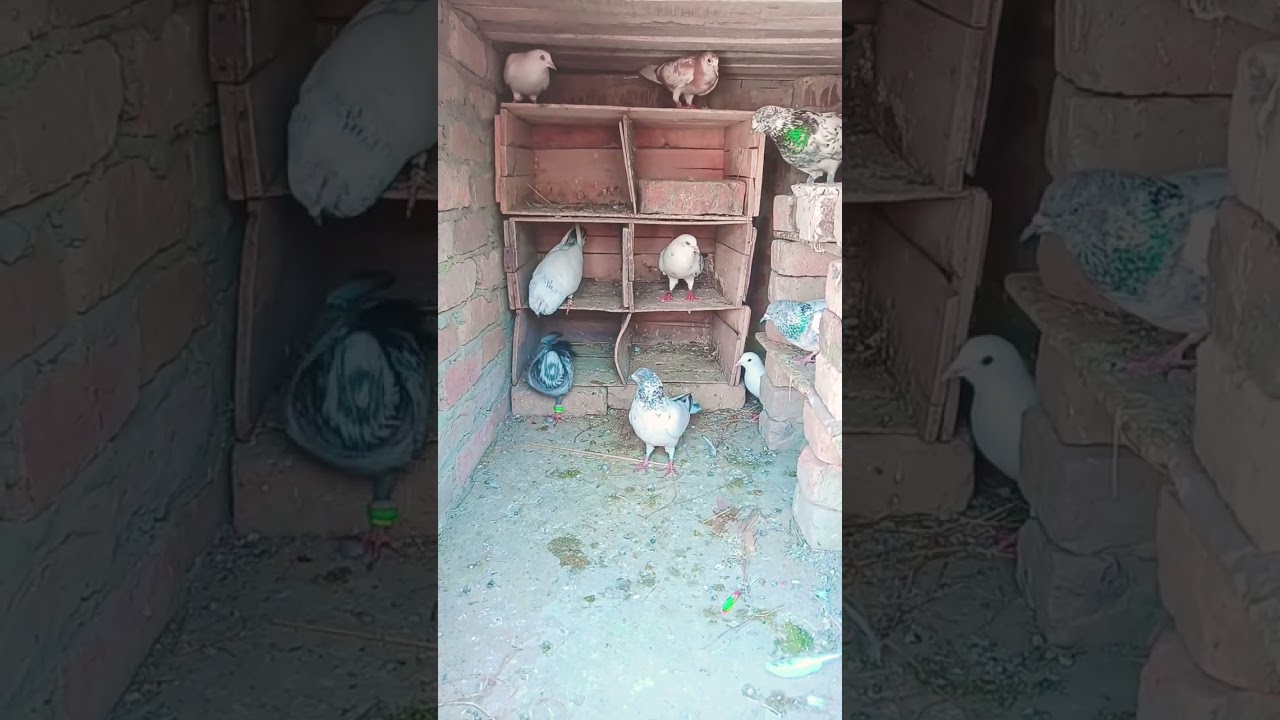 🕊️ Ghotak ke saath kabootar ka pyar 