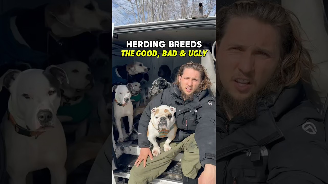 Do you have a herding breed? #dog #dogtraining #dogbehavior