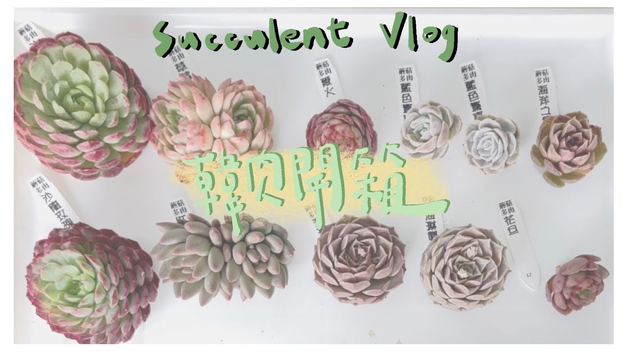 【多肉日記Succulent Vlog🌵03】無根韓肉開箱｜收到無根肉怎麼處理｜無根韓肉種植養護分享｜多肉植物｜Unboxing Succulent