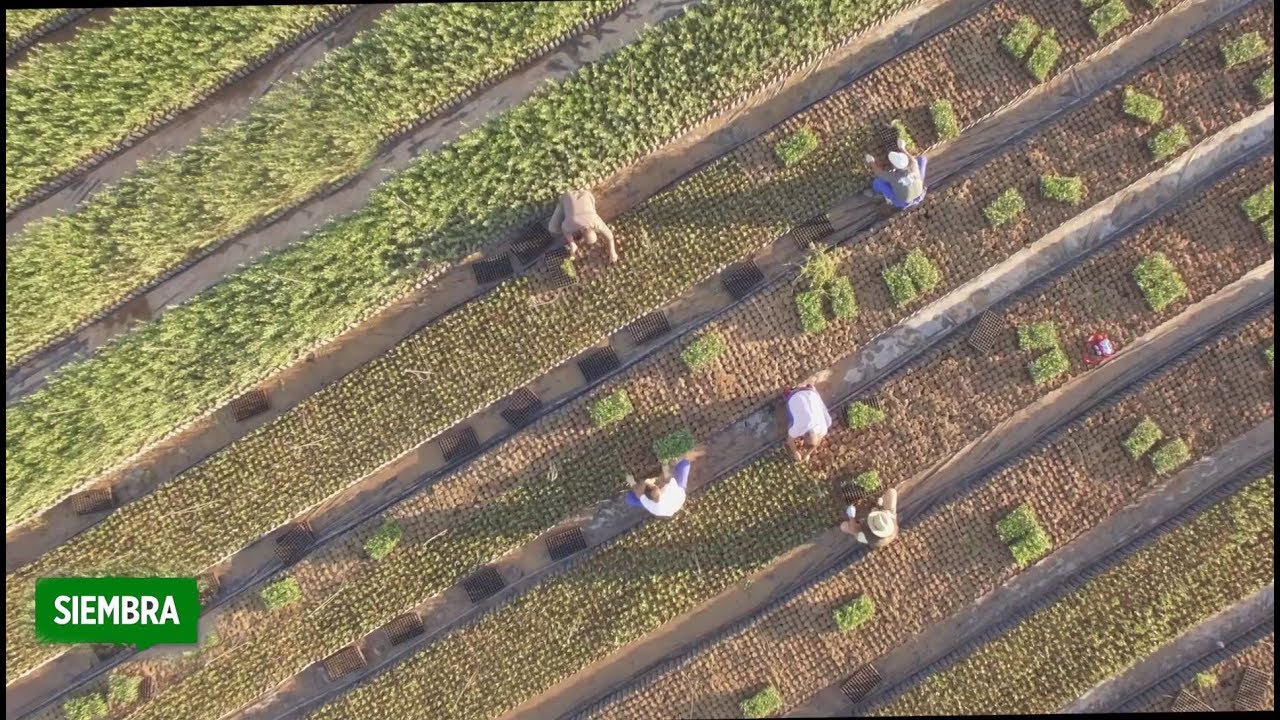 Viveros Lucena de Encinarejos de Cordoba. Plantones de olivos