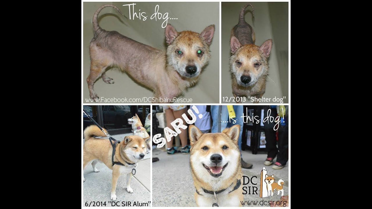 DC Shiba Inu Rescue (DCSIR): Inspiring Dog Rescue Transformation, Saru's Story.