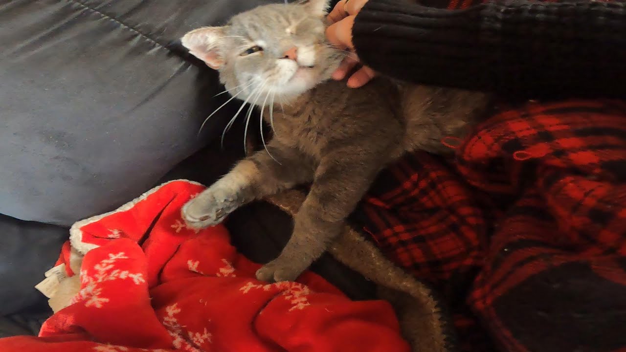 MY EVERYDAY CHORES, GETTING THE CATS OUT BEFORE THE STORM