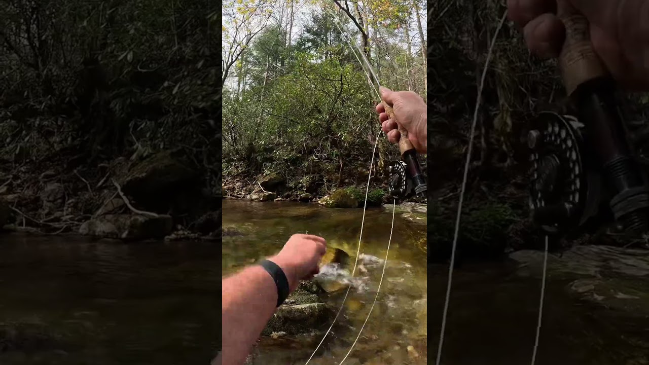 ASMR Delayed Harvest Fly Fishing at South Mountains State Park, NC 4-2-24 #asmr #flyfishing #trout