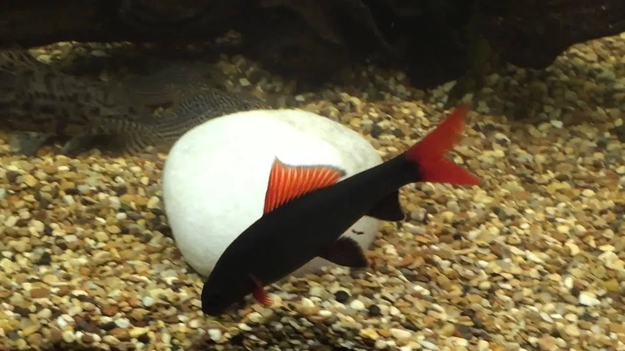 Disco Dancing Rainbow Shark