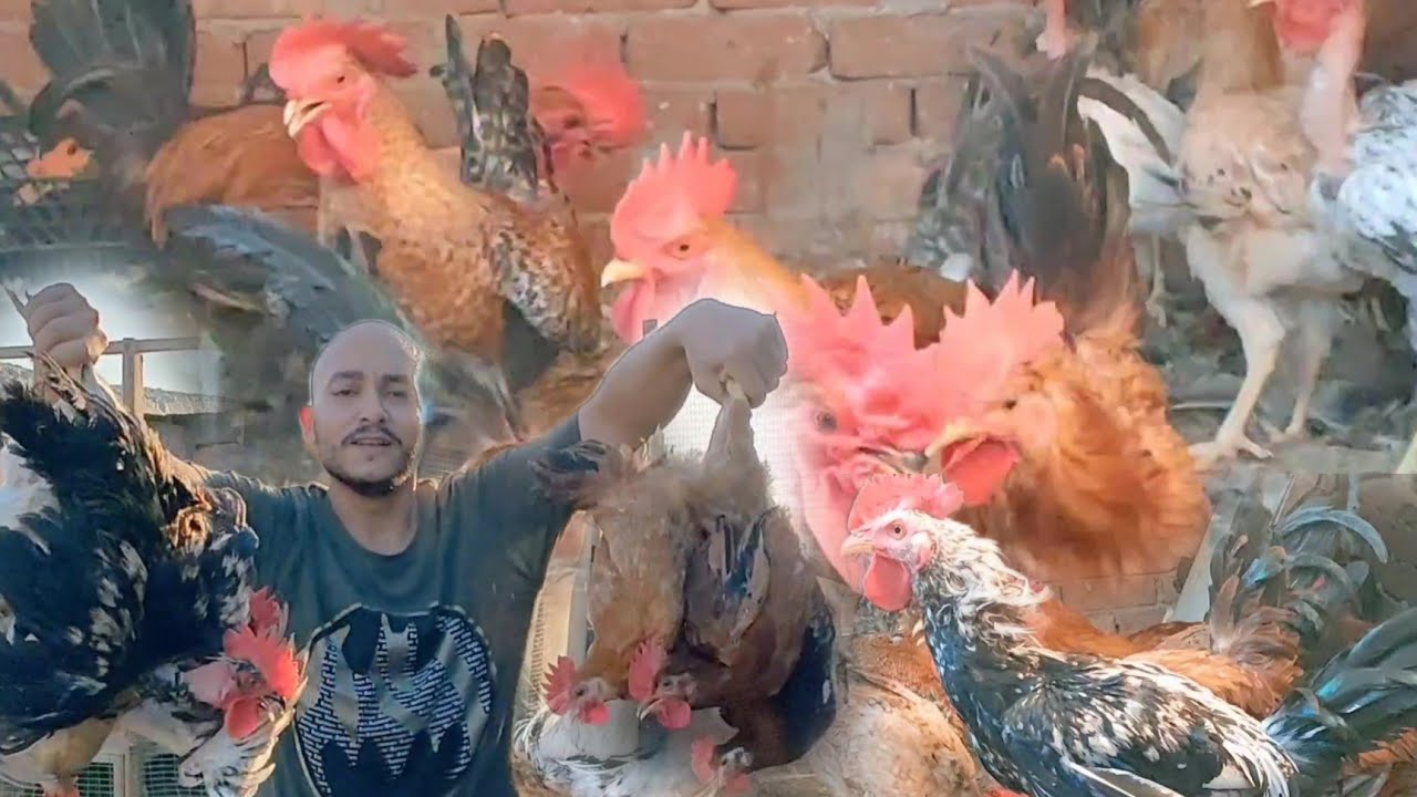 مشروع تسمين الديوك البلدى باقل التكاليف وارباح عاليه مش هتصدقو اللى حصل لما طلعنا الديوك كلها مع بعض