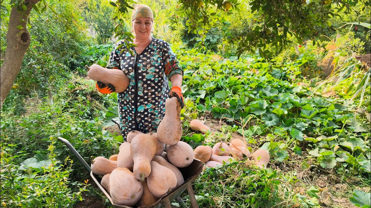 🔴Bağdan Balqabaq və acı bibər yığdım