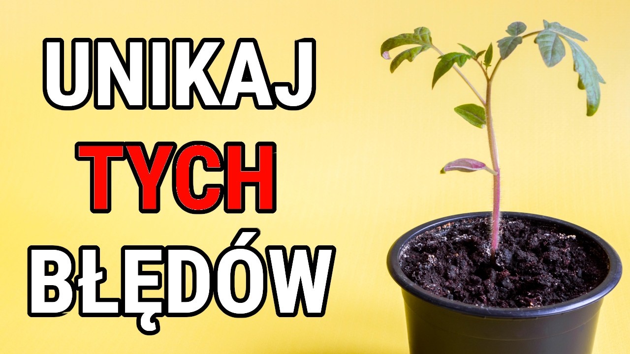 Tak zabijasz pomidory. 10 błędów podczas pikowania