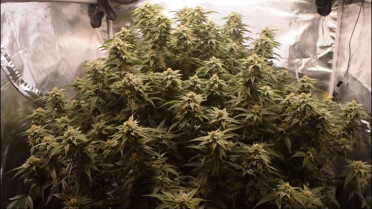 Week 6 Flower, Mars Hydro TS3000, Milk n Cookies Giant Plant Grow, 3x3 Tent