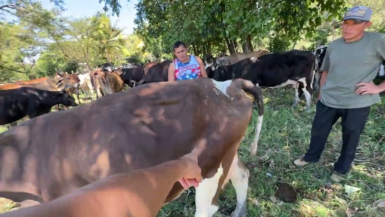 Buscando y investigando la vaca que cayo ,,y mira la encontramos 