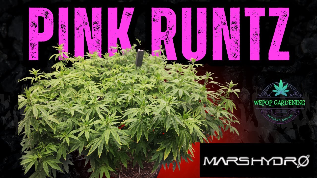 Mars Hydro 4x4 ПРЕОБРАЖЕН В розовый рай Runtz 🌸 FC6500 Magic!