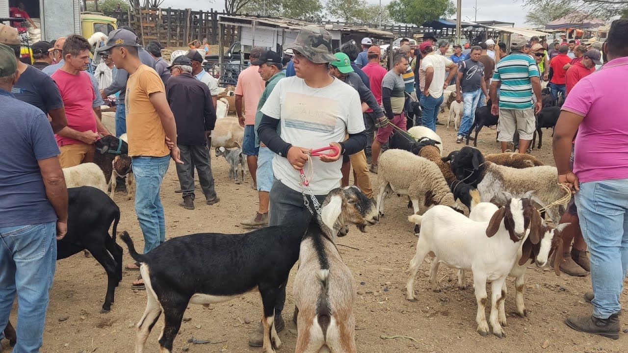 Feira do bode , cabra, Carneiro , ovelhas e suínos de Tabira-PE 