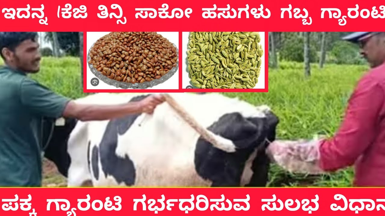 ☝️ಒಂದು ಸತಿ ಇದನ್ನ 🌾ಉಪಯೋಗಿಸಿ 🫵ನಿಮ್ಮ🐄ಹಸುಗಳು ಗಬ್ಬ 💯ಗ್ಯಾರಂಟಿ🫵|🐄Repeat Semon Prablem in Cow🐄| kannada 