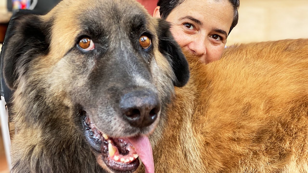 Incre&iacute;ble transformaci&oacute;n de perrito que vivi&oacute; 7 a&ntilde;os encadenado!