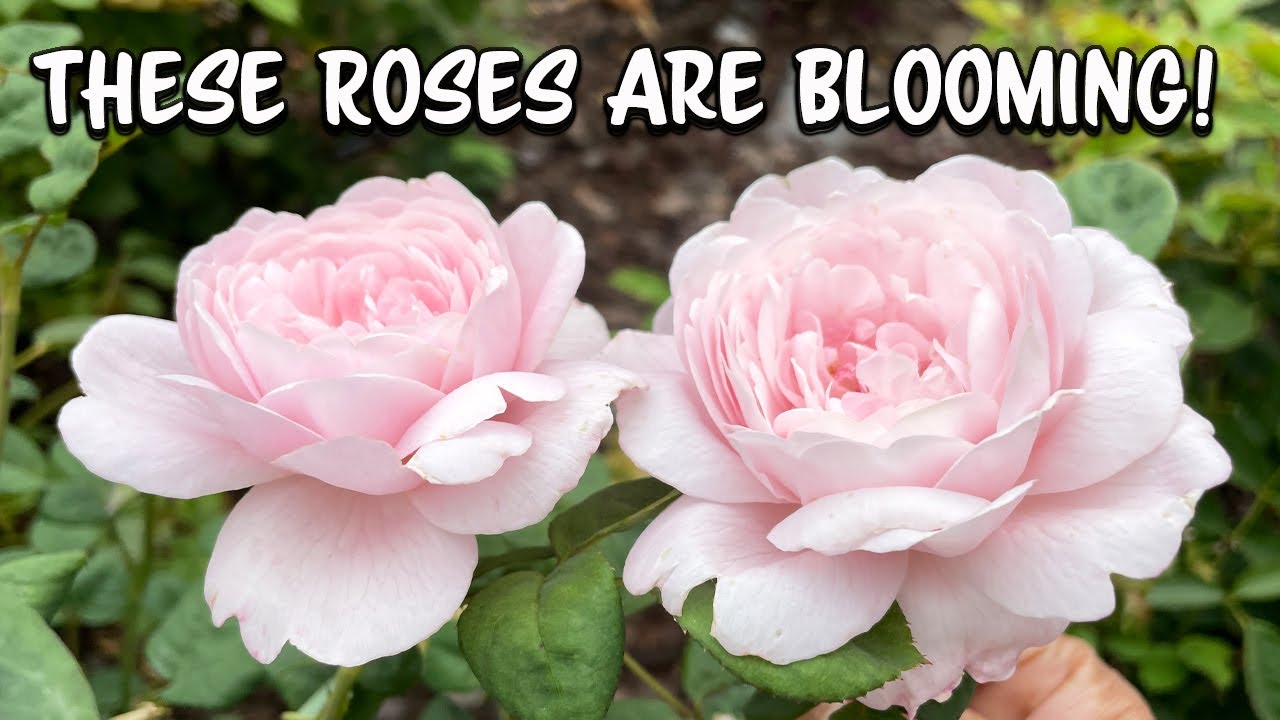 These Roses Are Blooming! Rose Garden Update