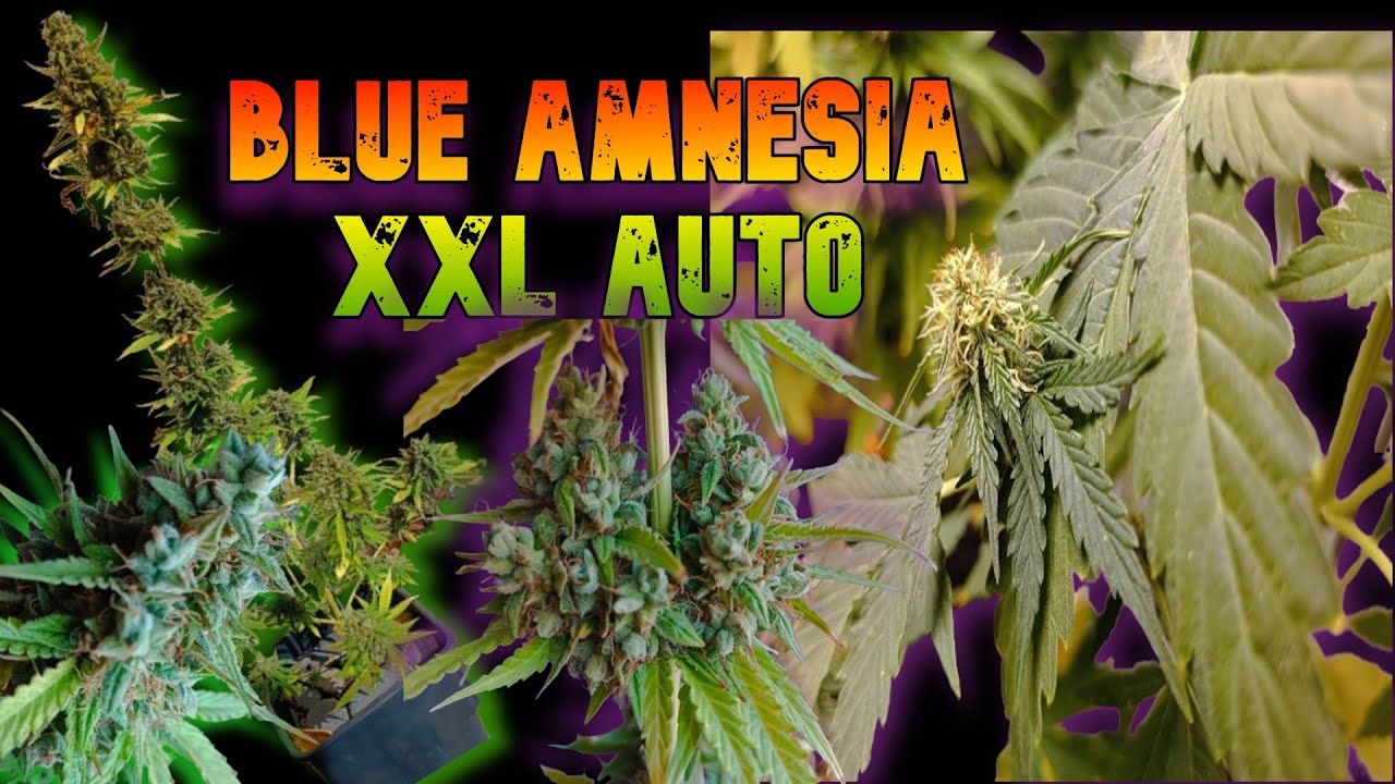 BLUE AMNESIA XXL AUTO -Seguimiento Completo-🌿