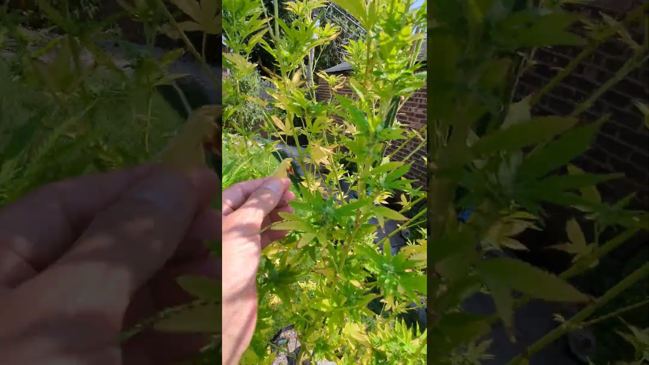 leaf drop and bud formation