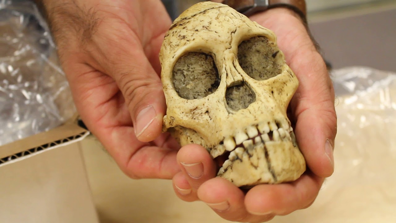 Unboxing the Taung Child's Skull Replica