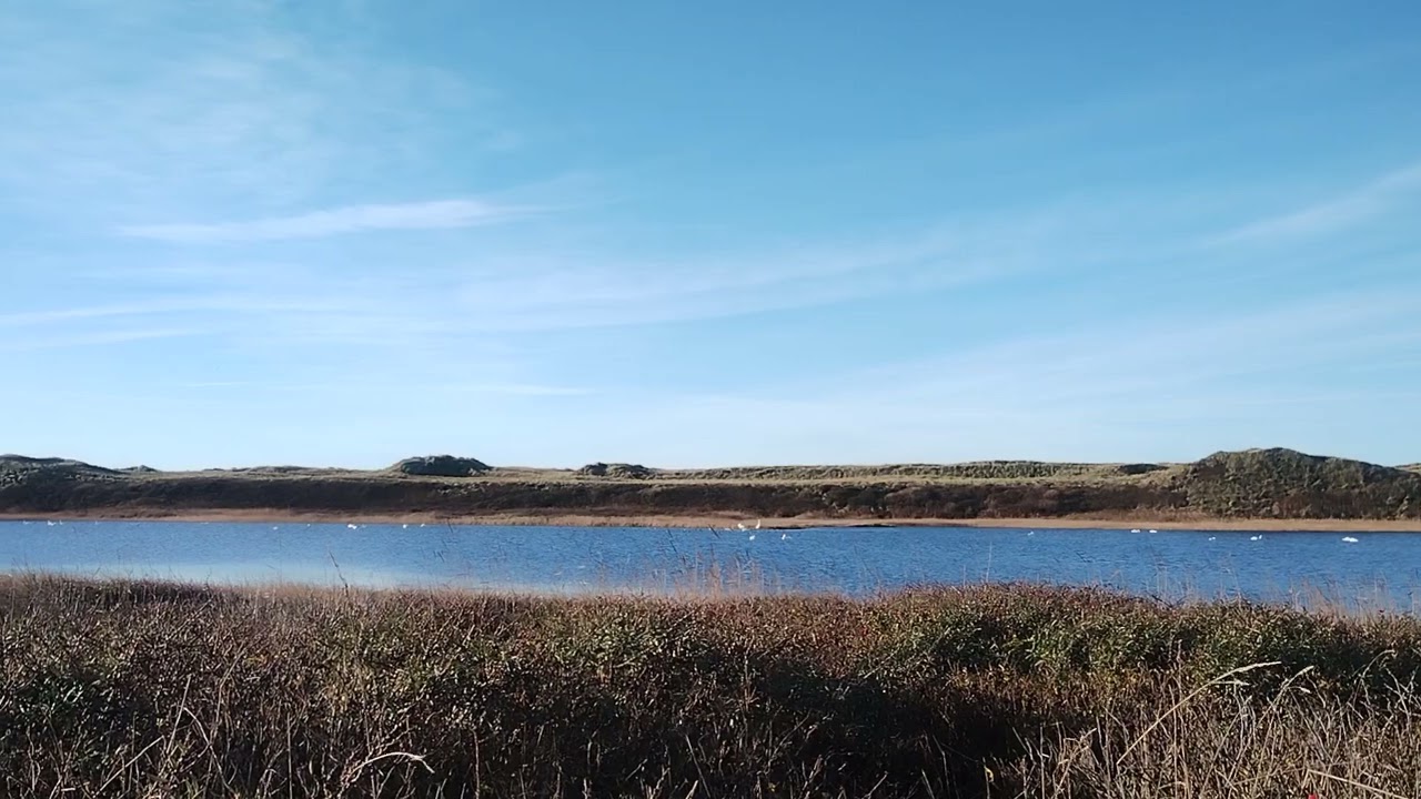 🕊🌞💞 Schwanenflug November Meditation Swan Flight