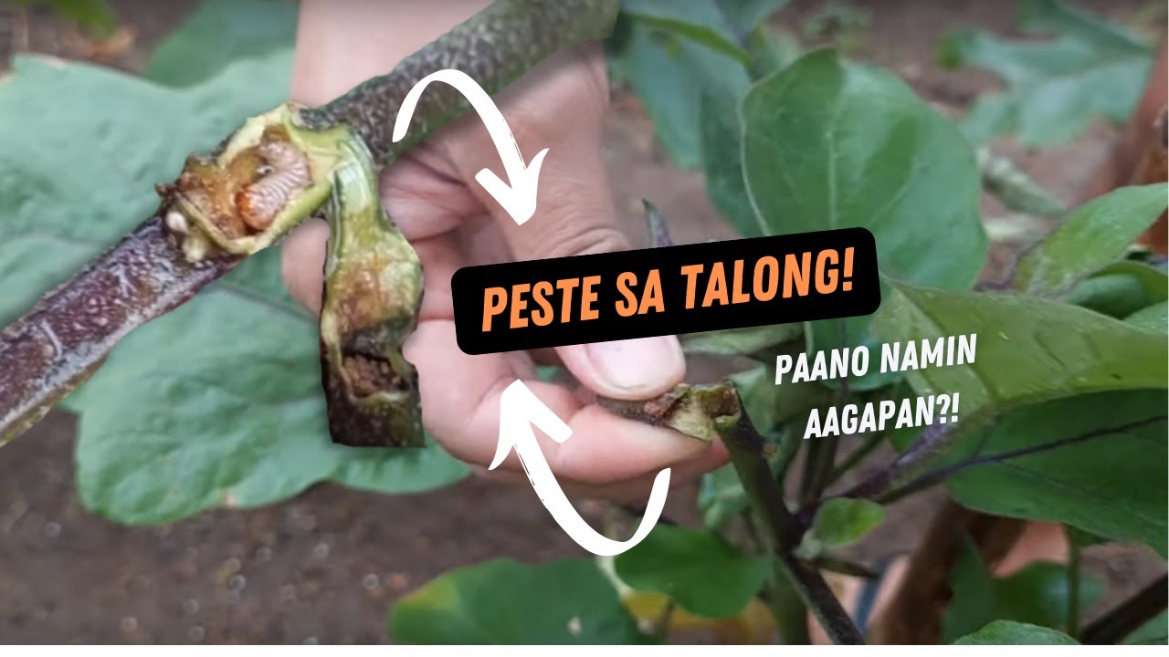FRUIT & SHOOT BORER SA TALONG! PAANO GAMUTIN? (Nagbasa kami ng comments sa TikTok! 🍆🌞)