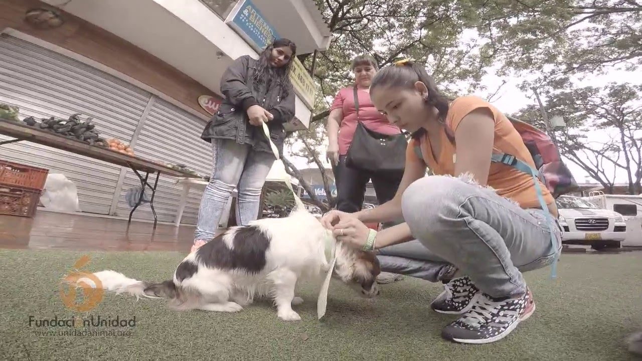 Voluntariado Fundacion Unidad Animal