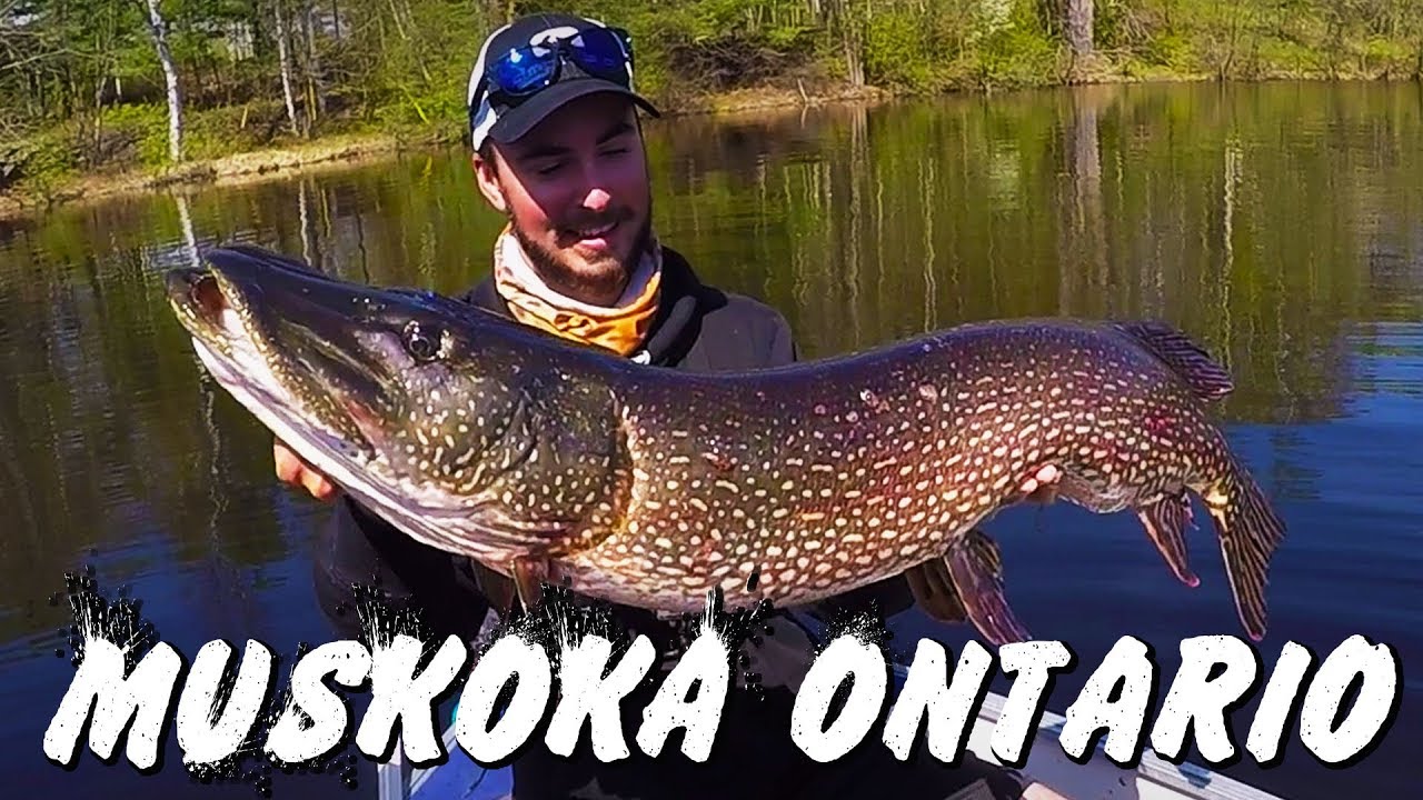 Sight Fishing MONSTER Spring Pike (3 PB's in 1 hour!)