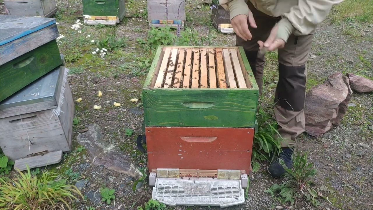 Yalancı anaya kaçmış koloniyi düzeltmenin en zahmetsiz yolu.