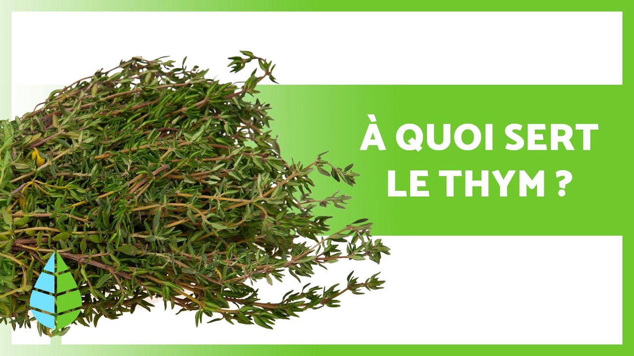 BIENFAITS DU THYM 🌿 | Propri&eacute;t&eacute;s, utilisations et contre-indications
