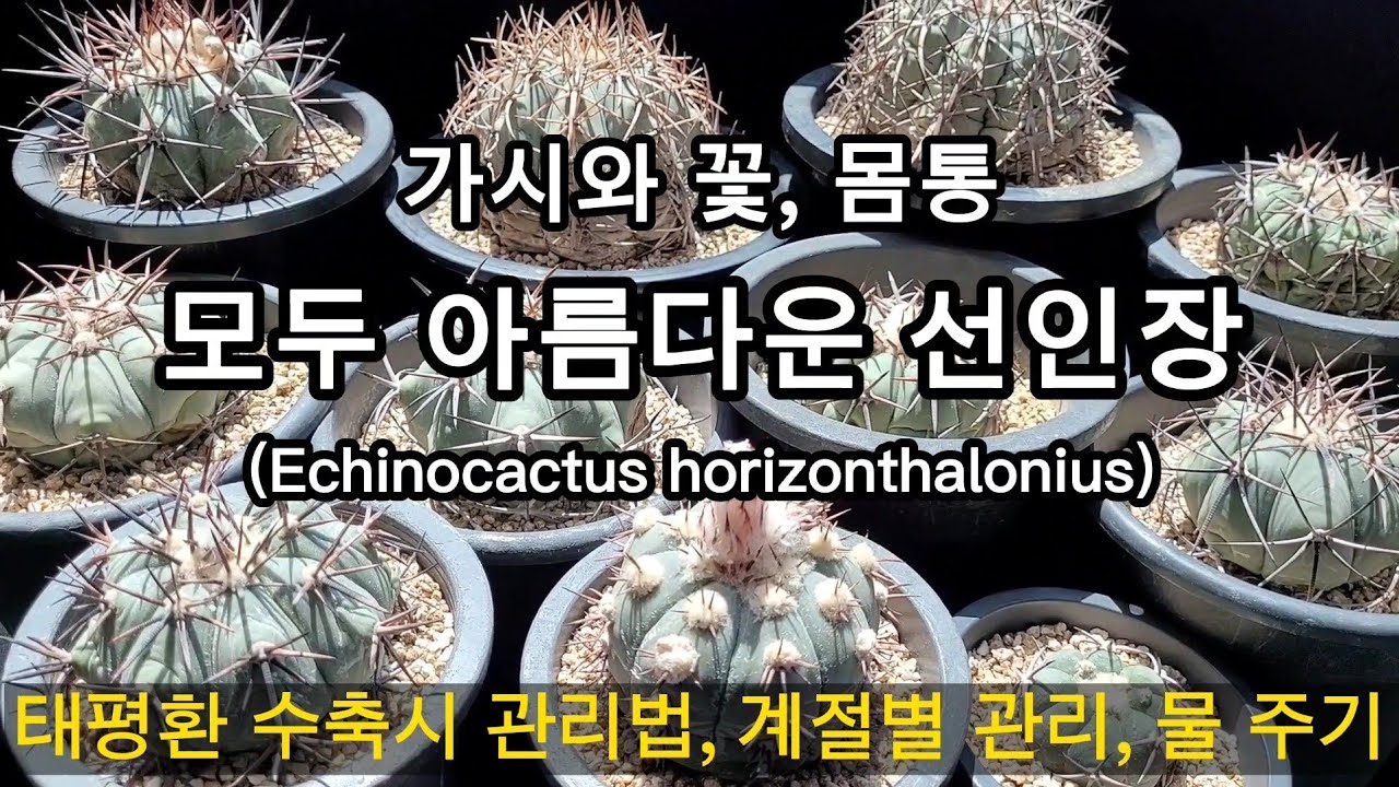 아름다운 가시와 꽃, 태평환의 재배 (수축과 팽창, 휴면 그리고 성장) Echinocactus horizonthalonius, 태평환재배법, 태평환키우기, 멋있는 선인장, 예쁜 꽃