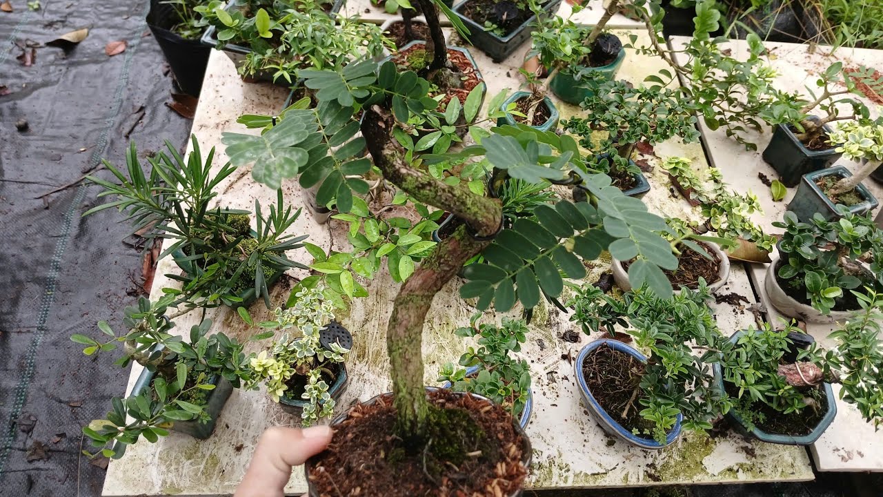 0934229986 BONSAI MINI