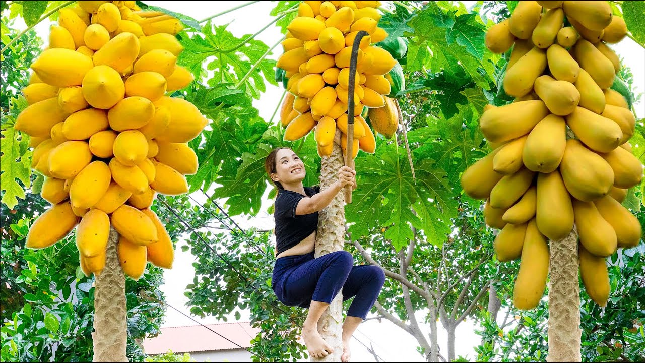 Harvest PAPAYA MUTATION - Make Mixed Papaya Goes to the market sell | Lý Thị Hoa