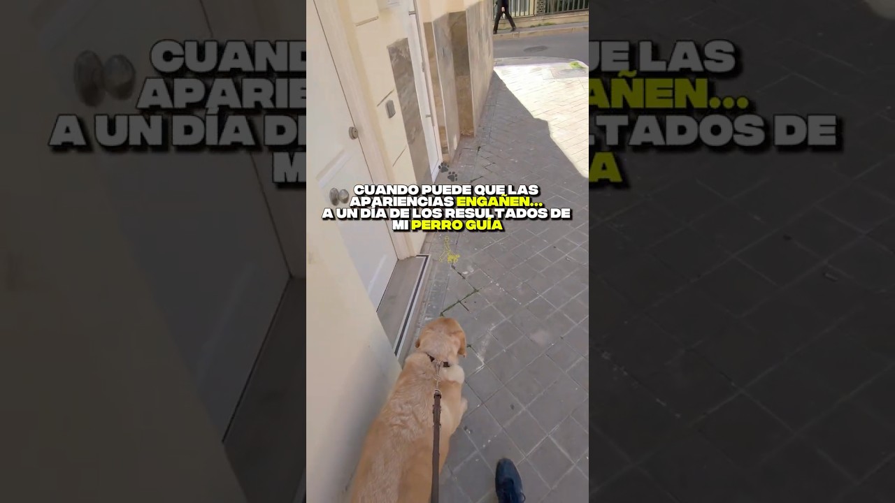 Cuando puede que las apariencias enga&ntilde;en&hellip; a un d&iacute;a de los resultados de mi perro gu&iacute;a 🐾