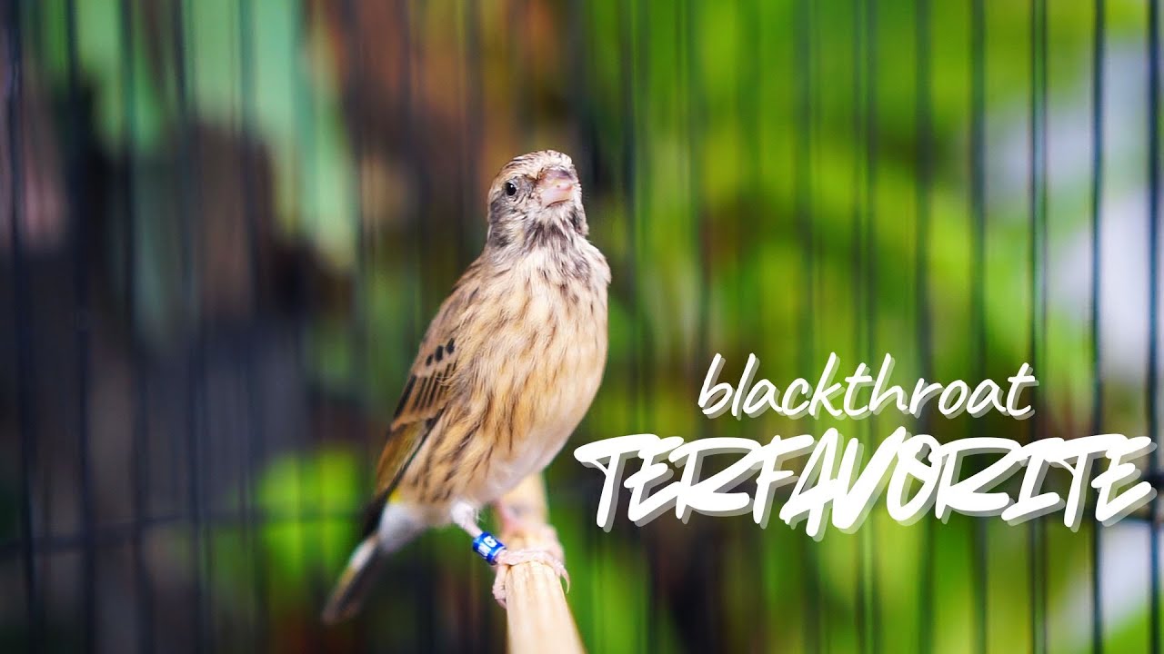 AHLINYA BIKIN CENGKOK MEWAH ! MASTERAN BLACKTHROAT GACOR SUARA JERNIH DURASI PANJANG terFAVORITE