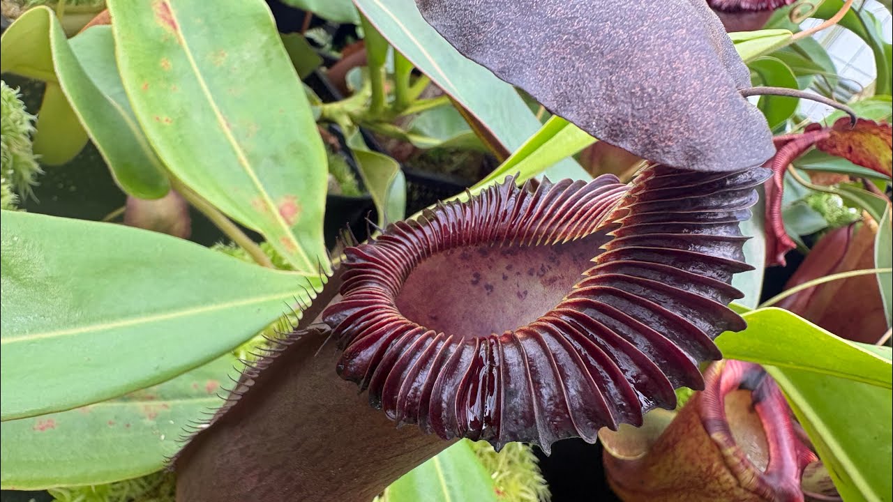 A very scuffed first trip to Redleaf exotics