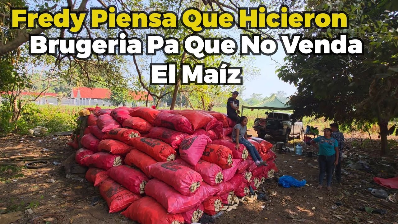 Ay Padre!! Muchos Chuleaban MI maíz y Nadie Lo Compraba 